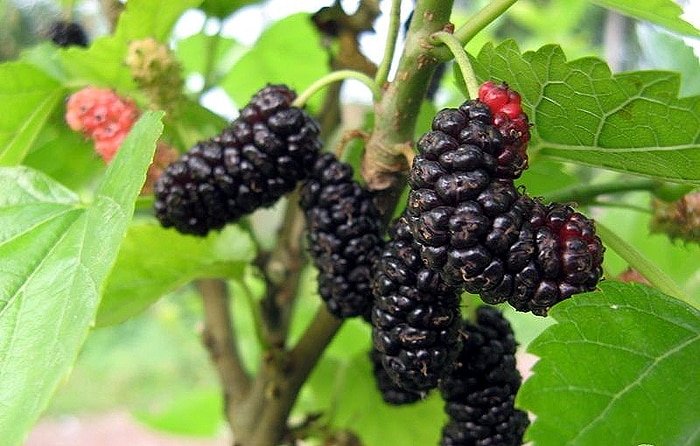 Frozen Berries Manufacturer in Pune | frozen Fruit Pulp Manufacturer Pune